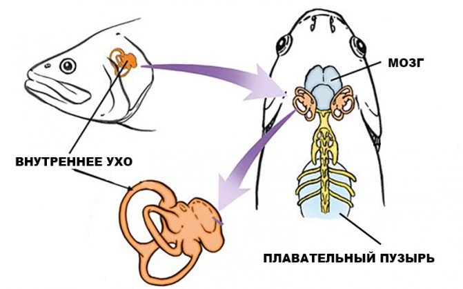 Как слышат рыбы