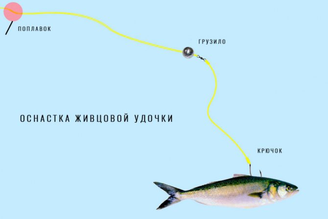 Оснастка удочки для ловли на живца
