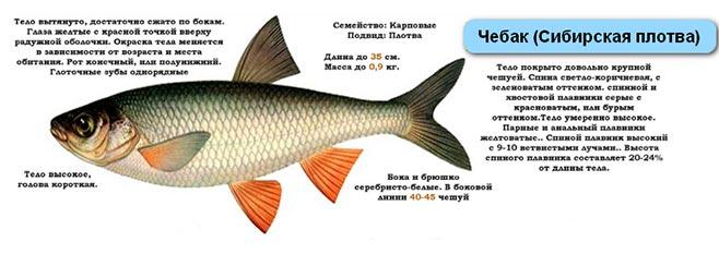 Сибирская плотва-чебак