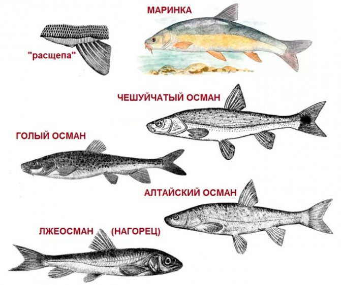 строение
