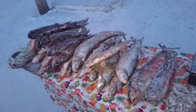 Сырая рыба