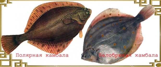 Виды камбалы